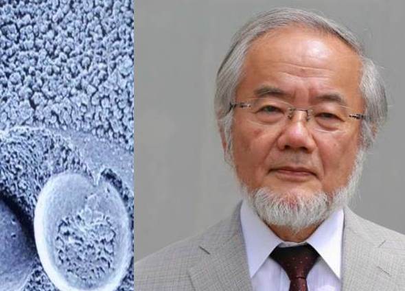 Yoshinori Ohsumi